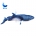 Minke whale- illustration -2