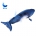 Minke whale- illustration -3